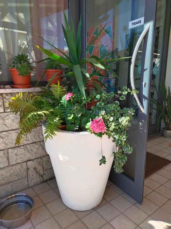 金色玫瑰酒店 里米尼 外观 照片